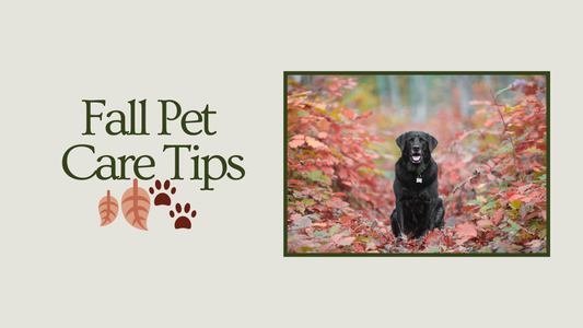 Fall Dog Care Tips Every Pup Owner Should Know 🍂🐾