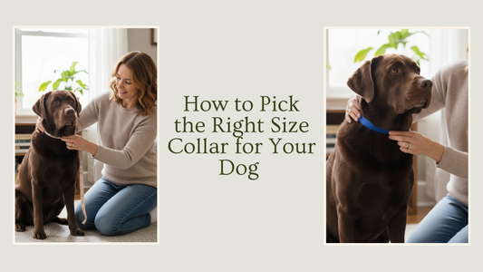 How to Pick the Right Size Collar for Your Dog 🐾