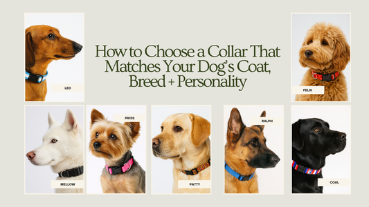 How to Choose a Collar That Matches Your Dog’s Coat, Breed + Personality