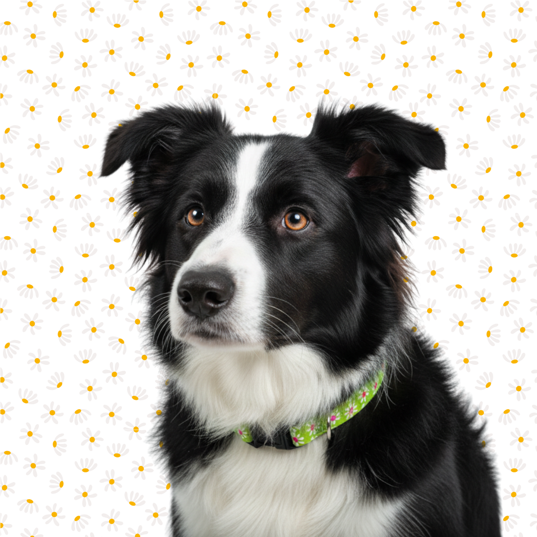 Green Daisy Dog Collar