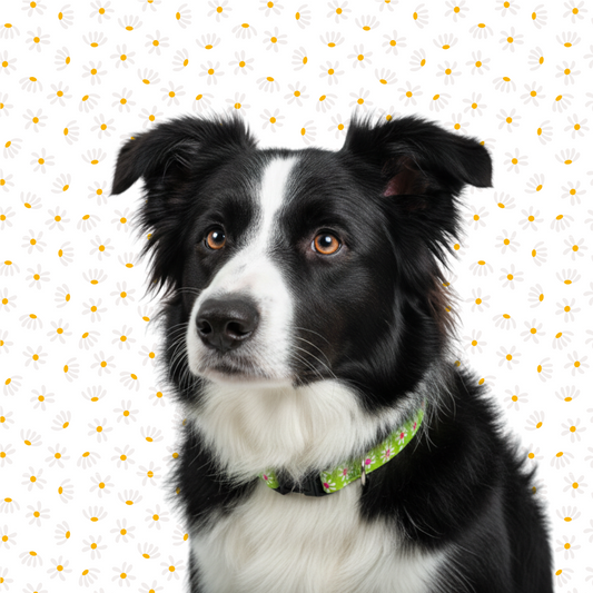 Green Daisy Dog Collar