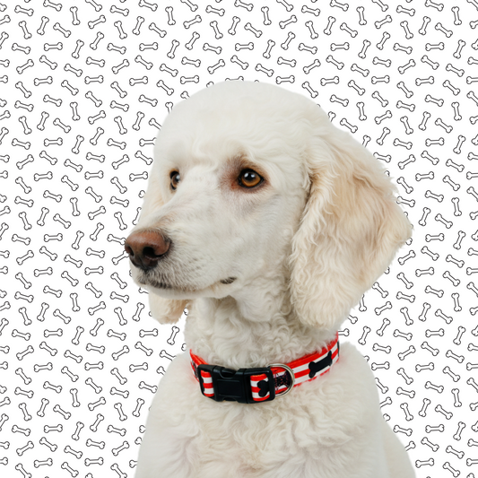 Red and Black Bones Dog Collar