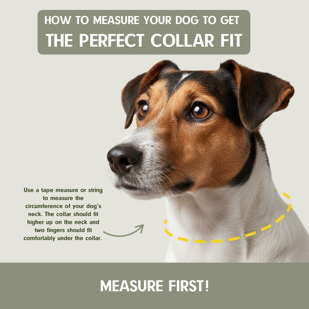 Gumballs Dog Collar