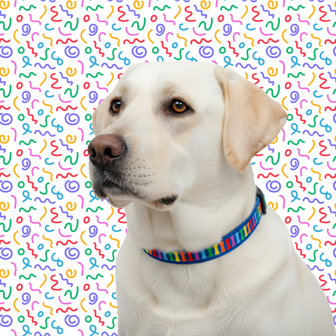 Rainbow Multi Bones Dog Collar