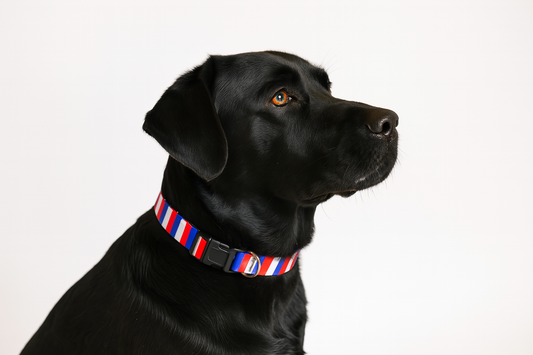 American Stripes Dog Collar
