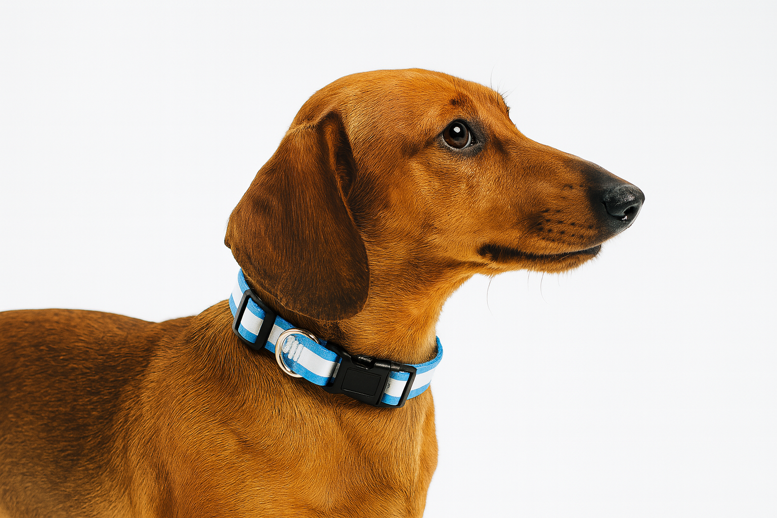 Brown dog wearing a blue and black collar on a white background