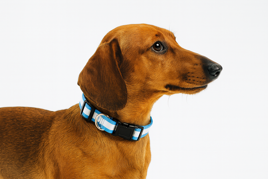 Brown dog wearing a blue and black collar on a white background