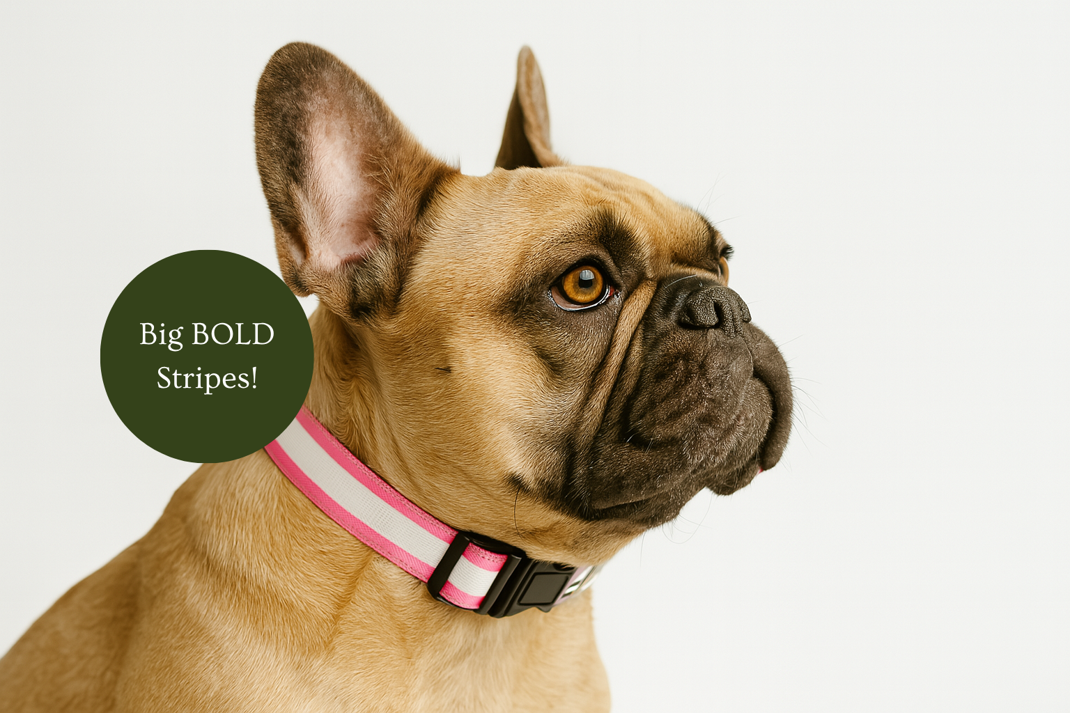 Dog wearing a pink collar with a label saying 'Big BOLD Stripes!' on a light gray background
