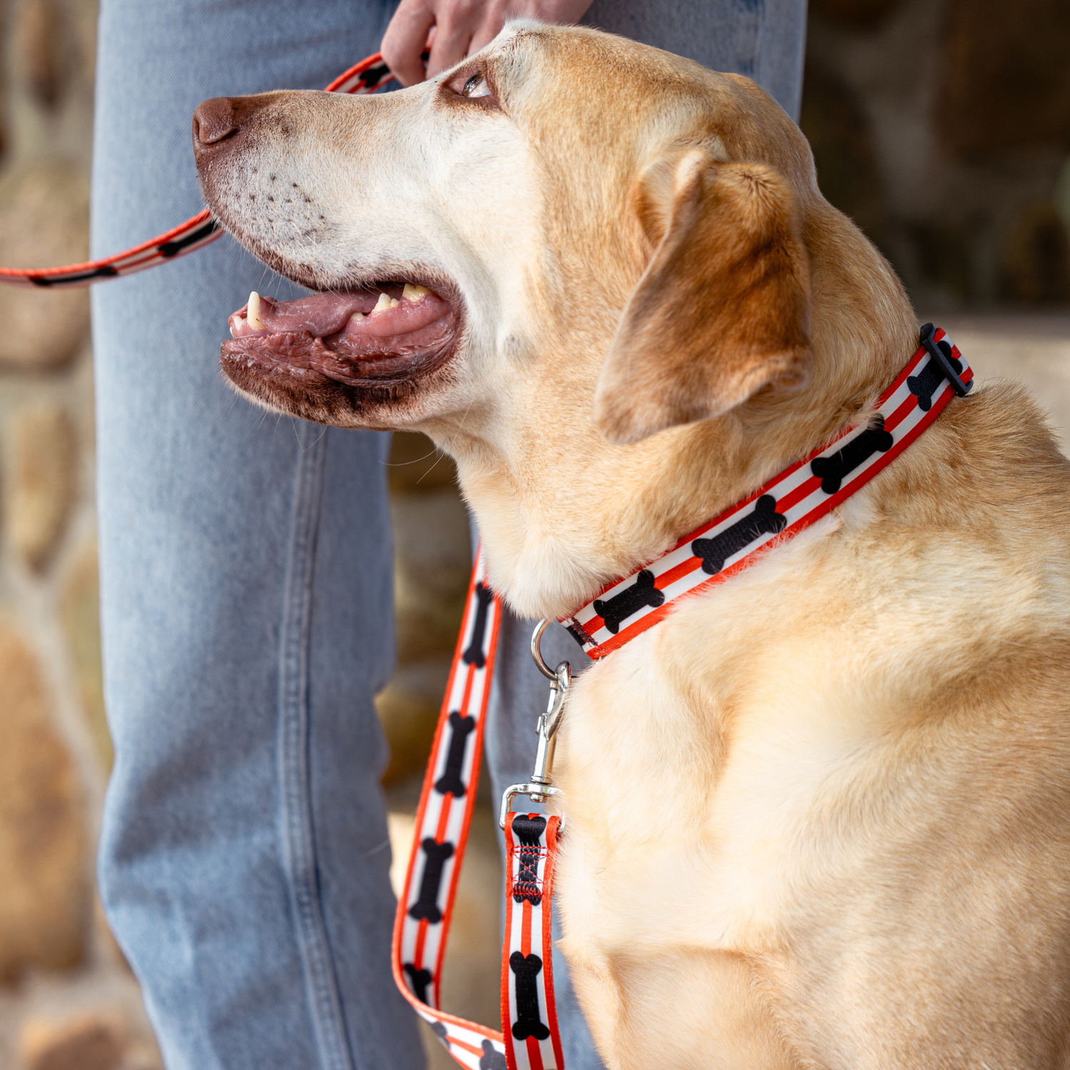 Adjustable Dog Collars