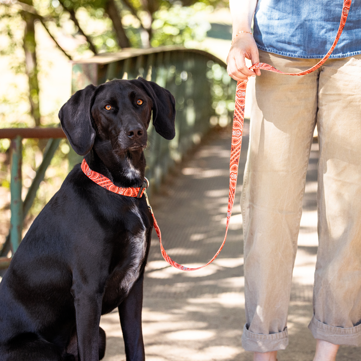 Labradoodle in red bandana print collar with fall leaves in the background