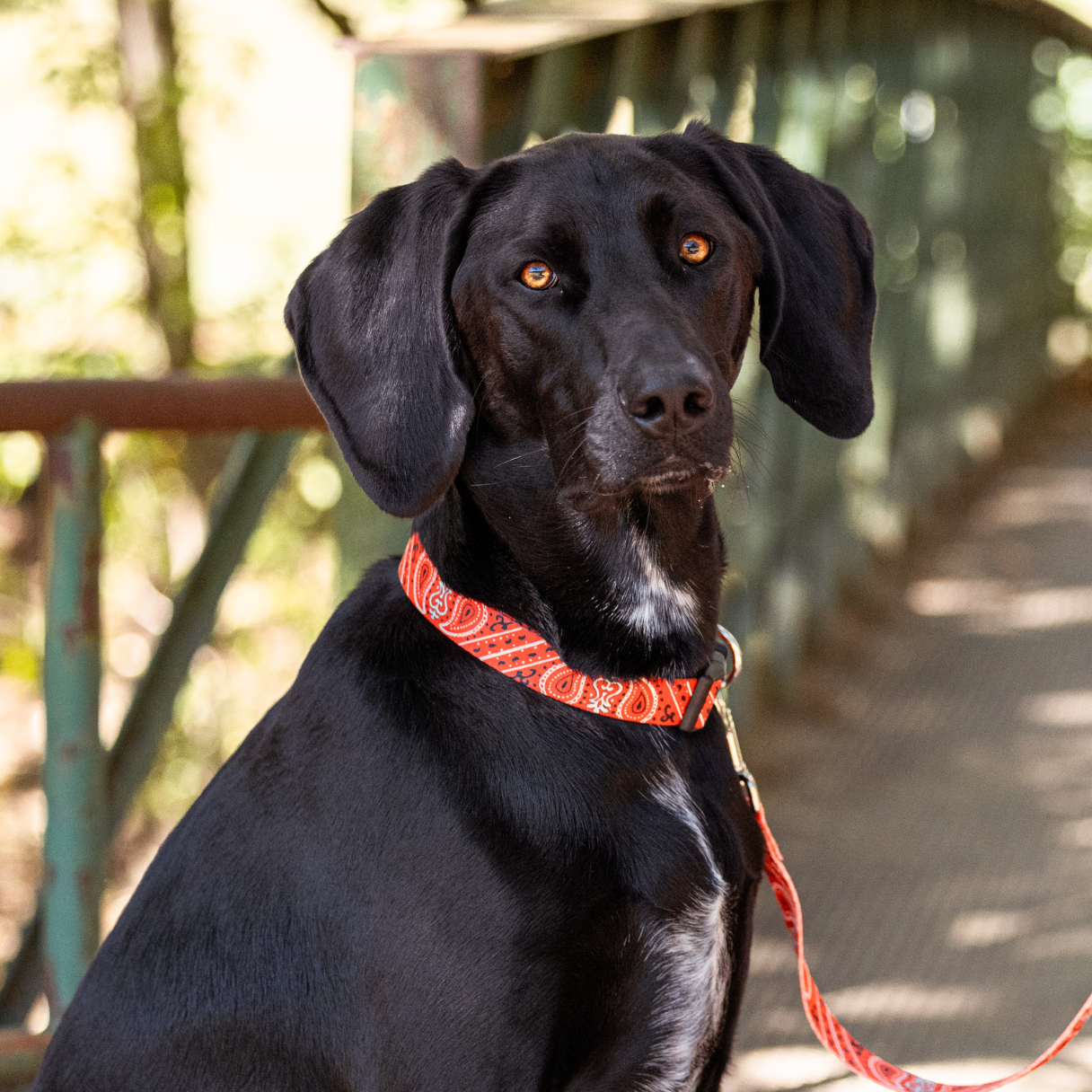 Black dog on a red leash held by a person outdoors