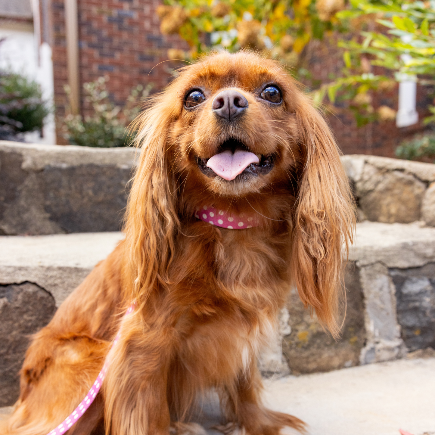 Pink Polka Dot Dog Collar