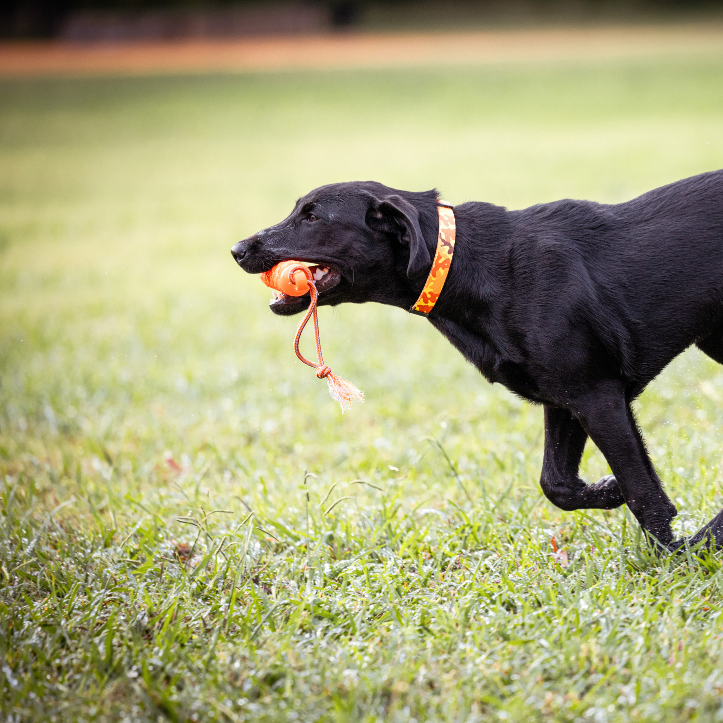 Orange Camo Dog Collar