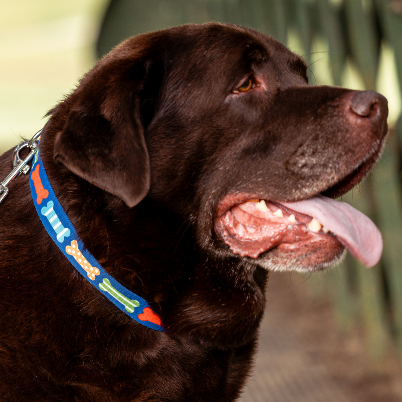 Brown dog wearing a blue leash with colorful bones on a blurred background