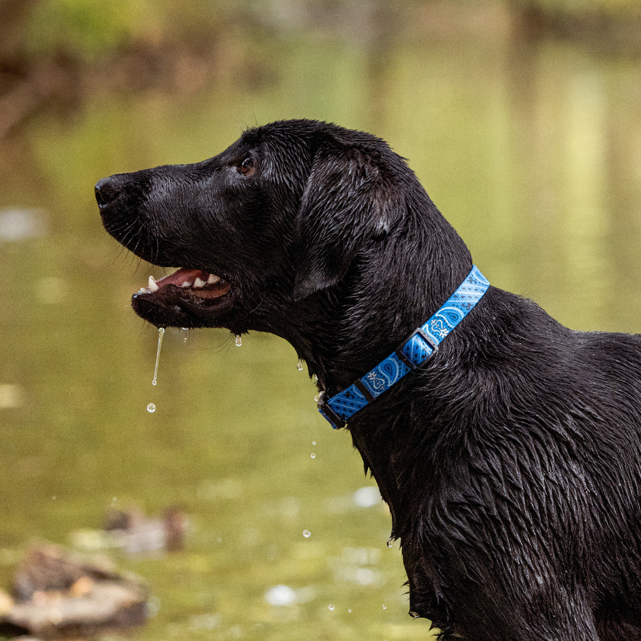 Black dog with a blue collar standing in a stream