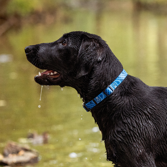 Black dog with a blue collar standing in a stream