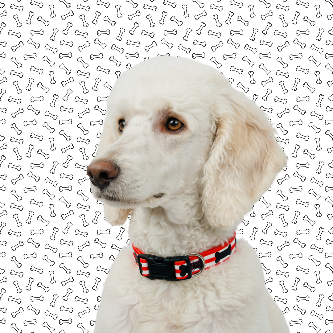 Red and Black Bones Dog Collar