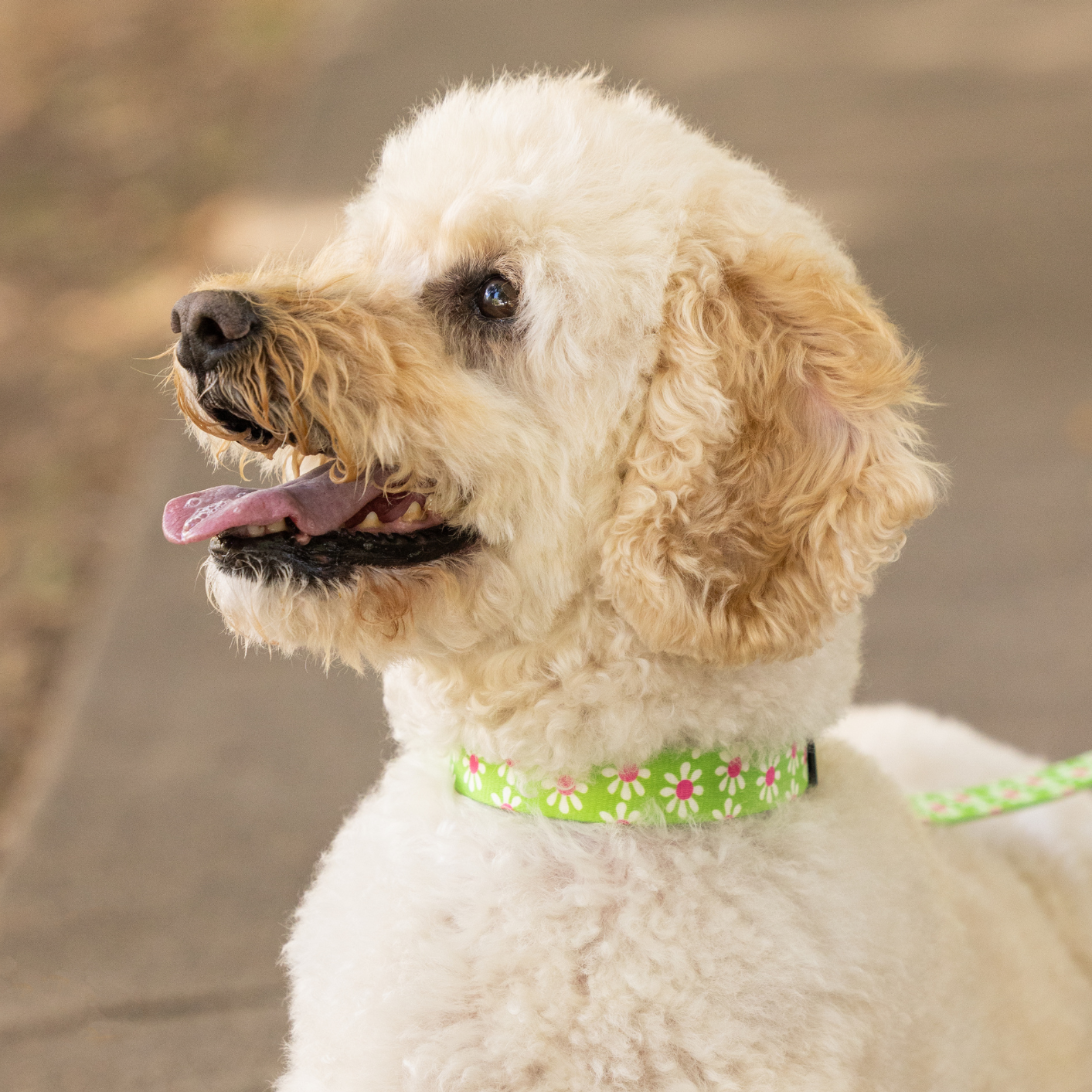 White dog with a green collar sitting on a path