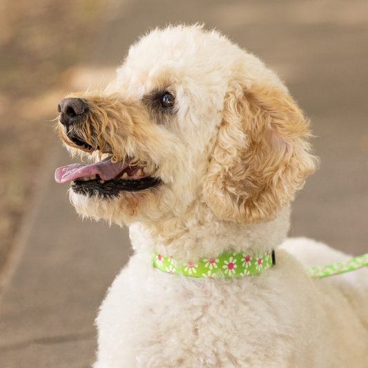 White dog with a green collar sitting on a path