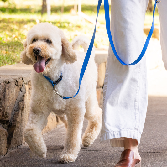 Royal Blue Dog Leash