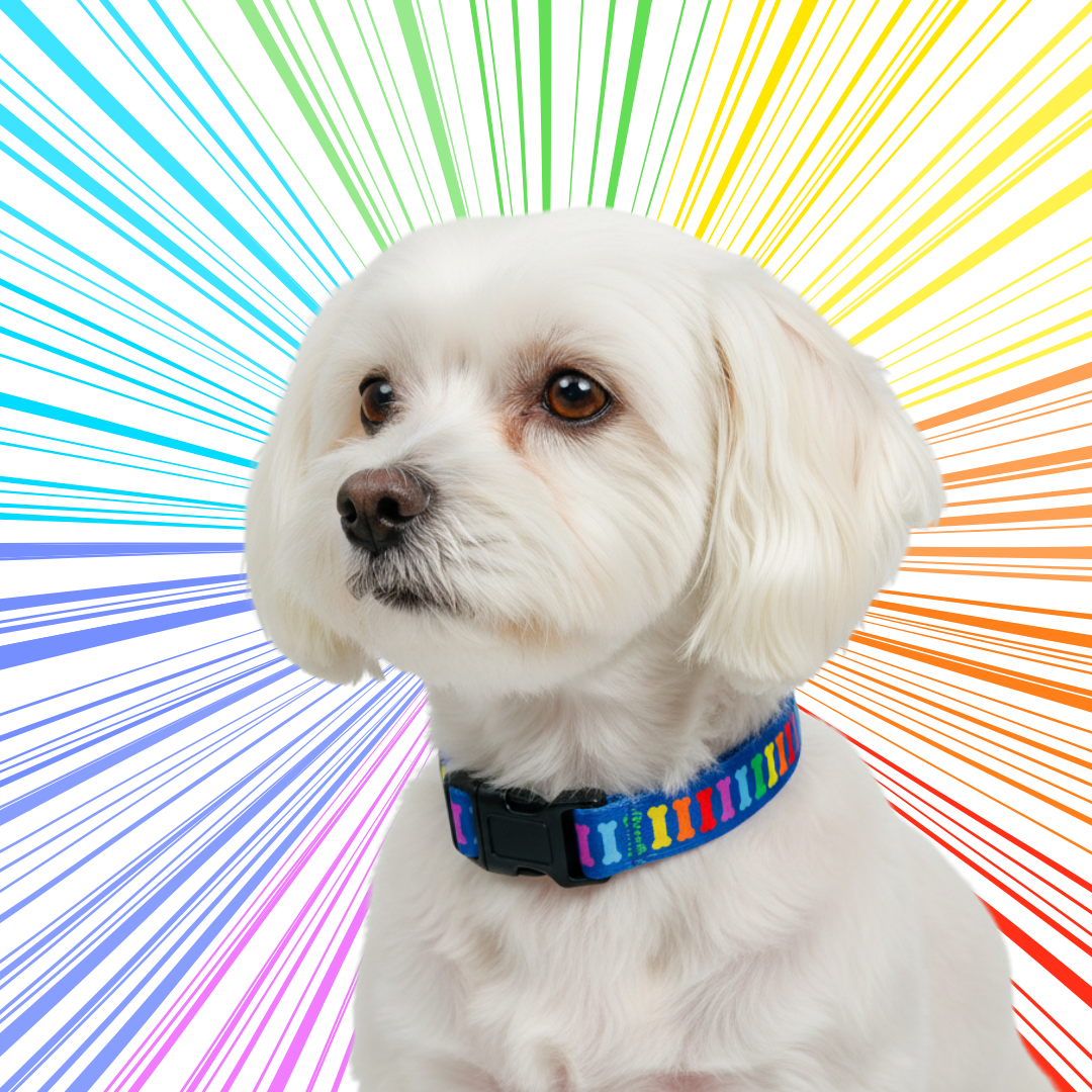 Rainbow Multi Bones Dog Collar