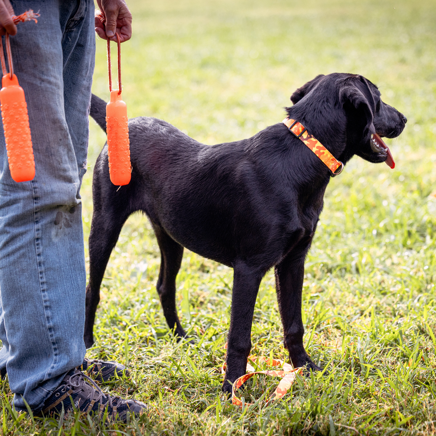 Orange Camo Dog Collar