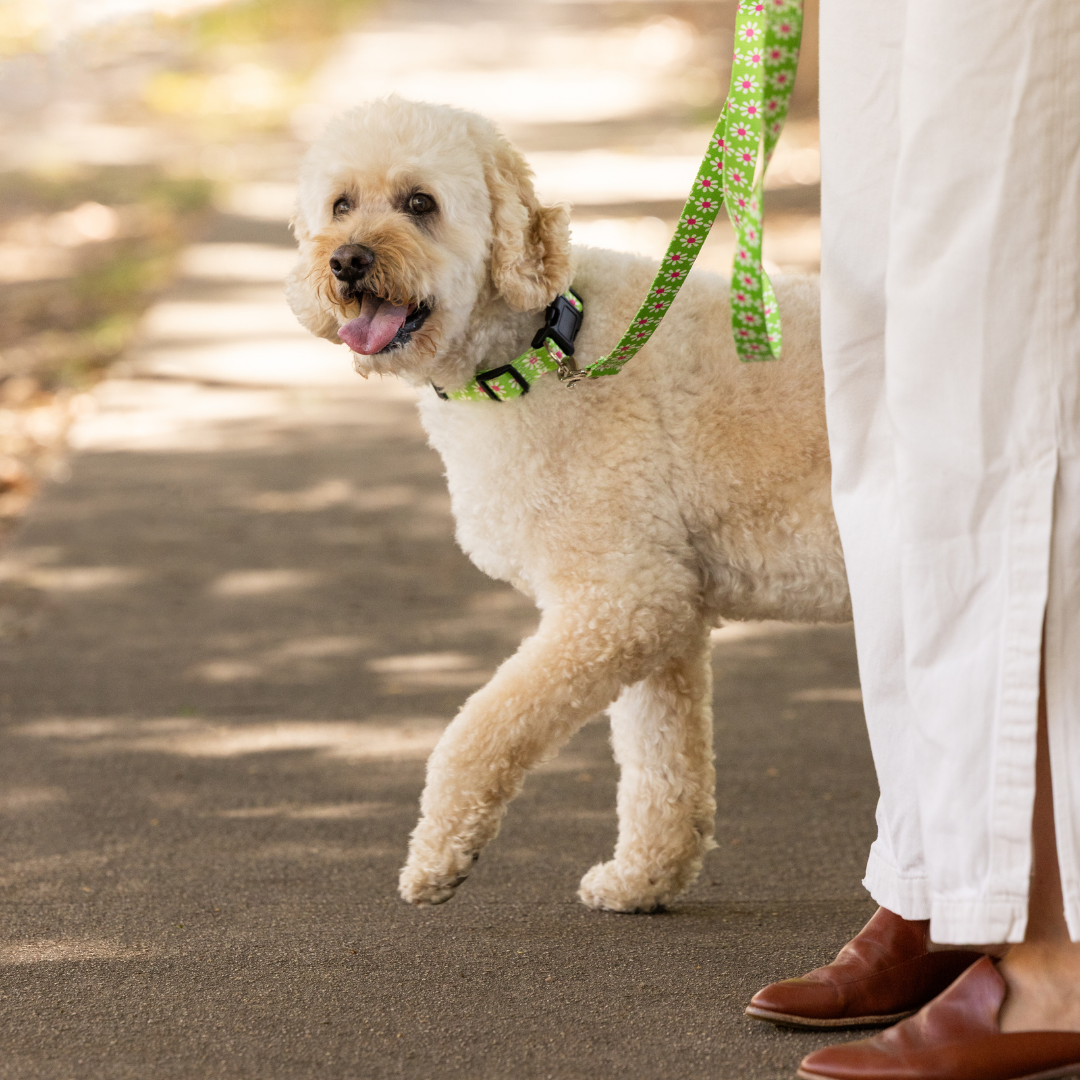 Green Daisy Dog Leash