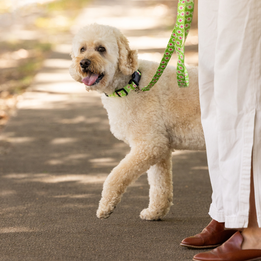 Green Daisy Dog Leash