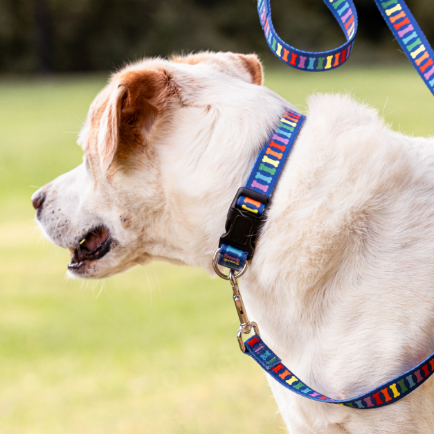 Dog on a leash with a colorful collar in a grassy field