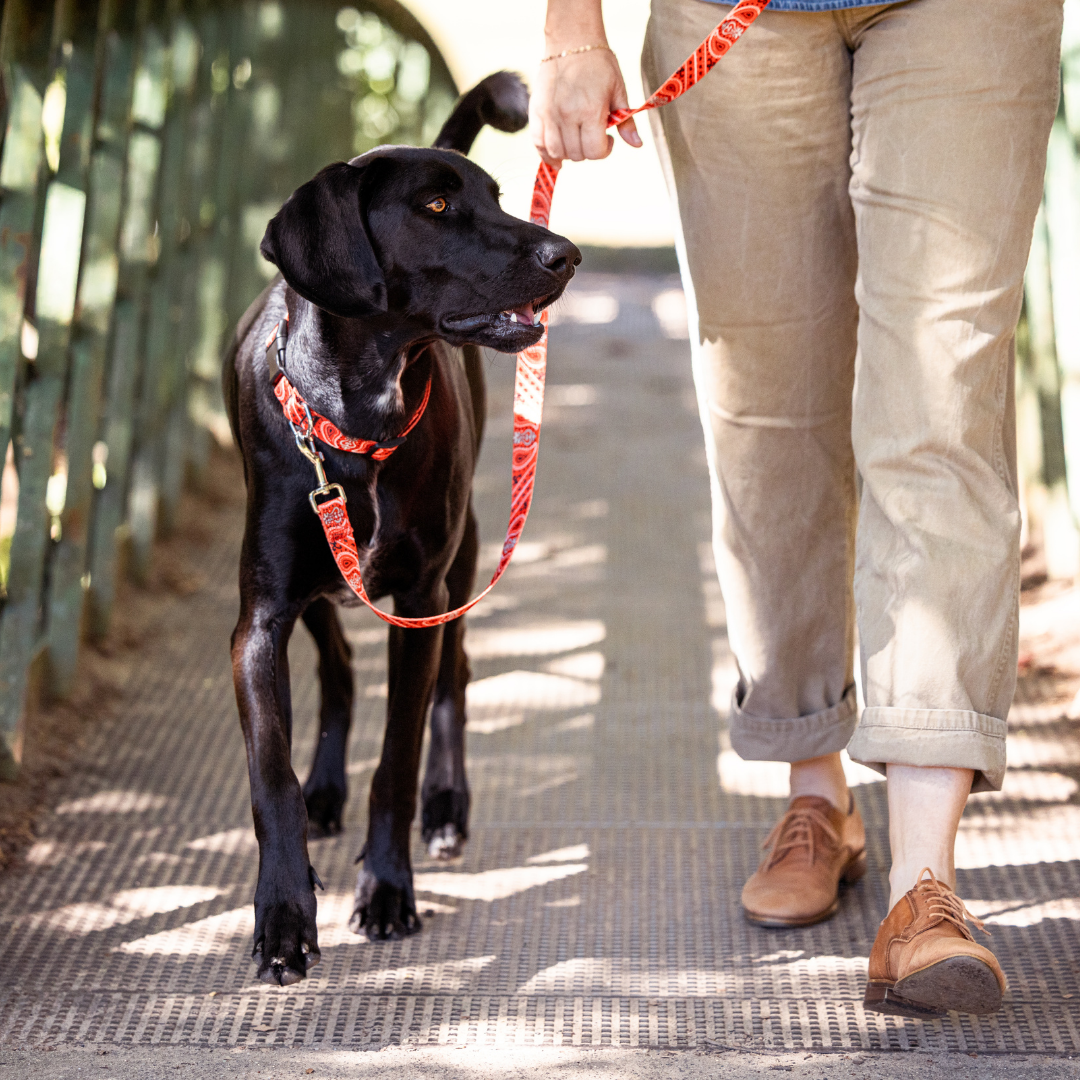 Red Bandana Dog Collar