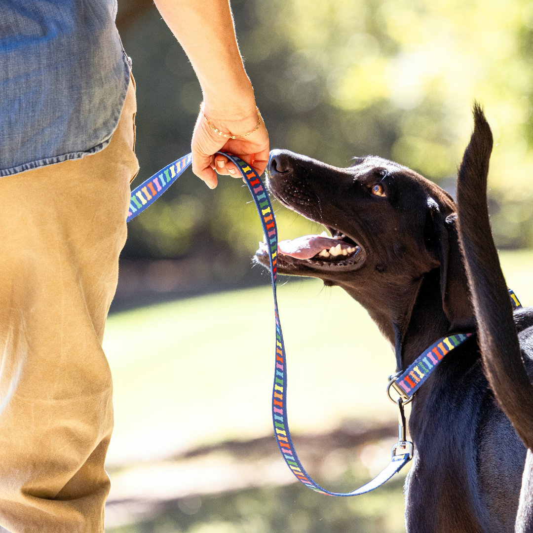 Person holding a colorful dog leash with a dog outdoors