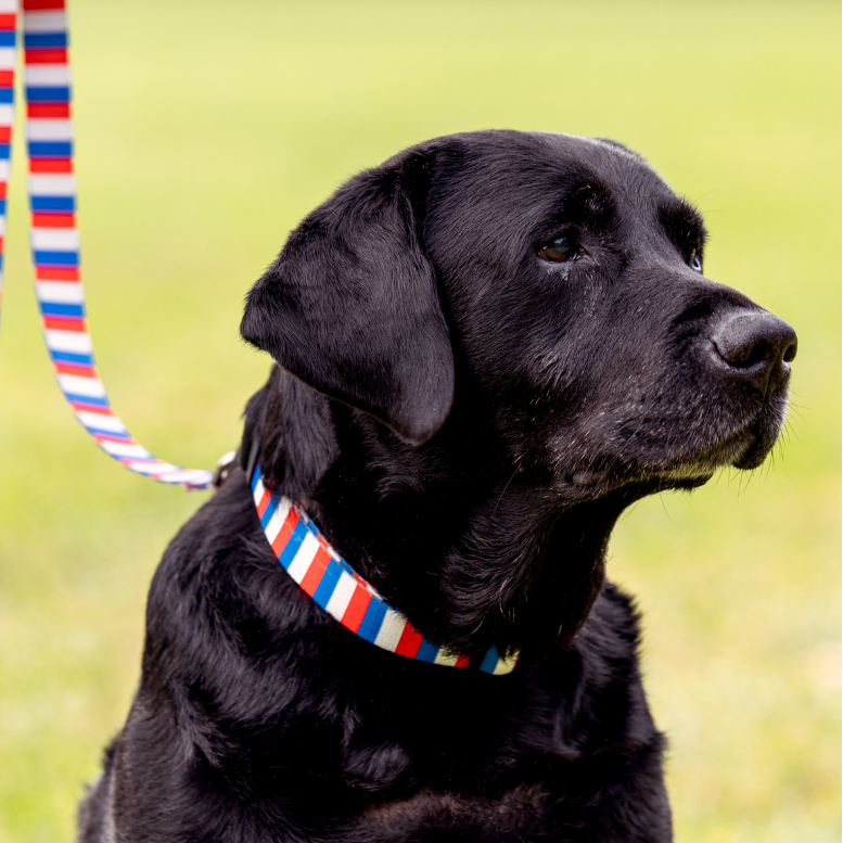 Black dog on a red, white, and blue leash with a blurred green background