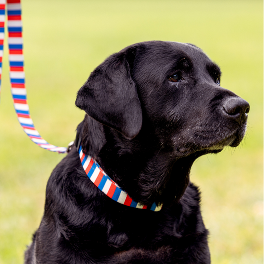 Black dog on a red, white, and blue leash with a blurred green background