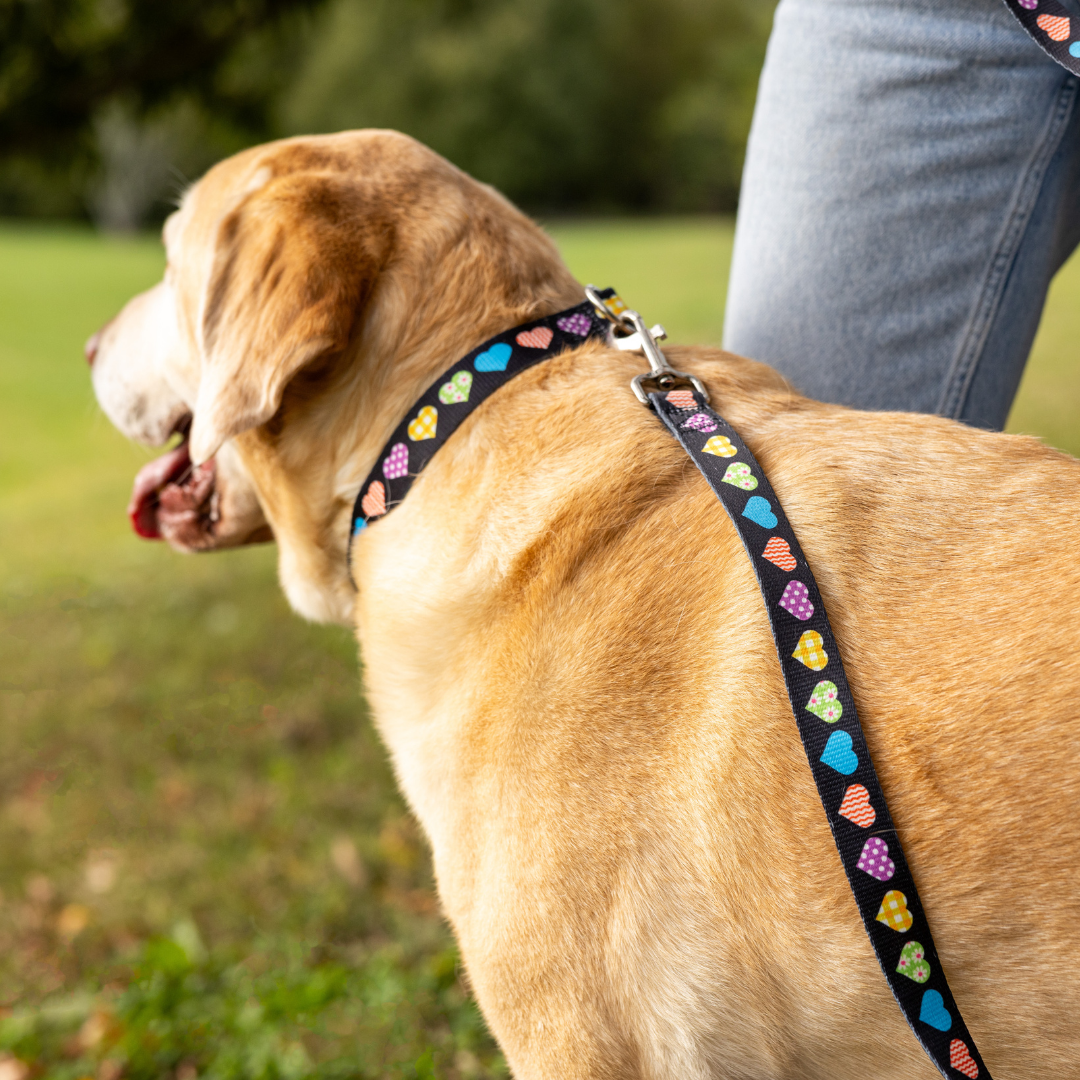 Colorful Hearts Dog Leash