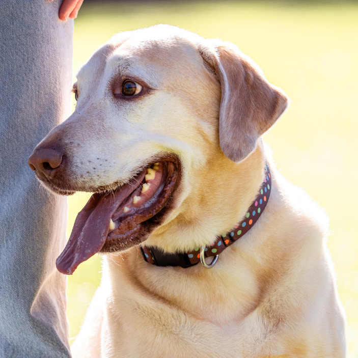 Neapolitan Dog Collar