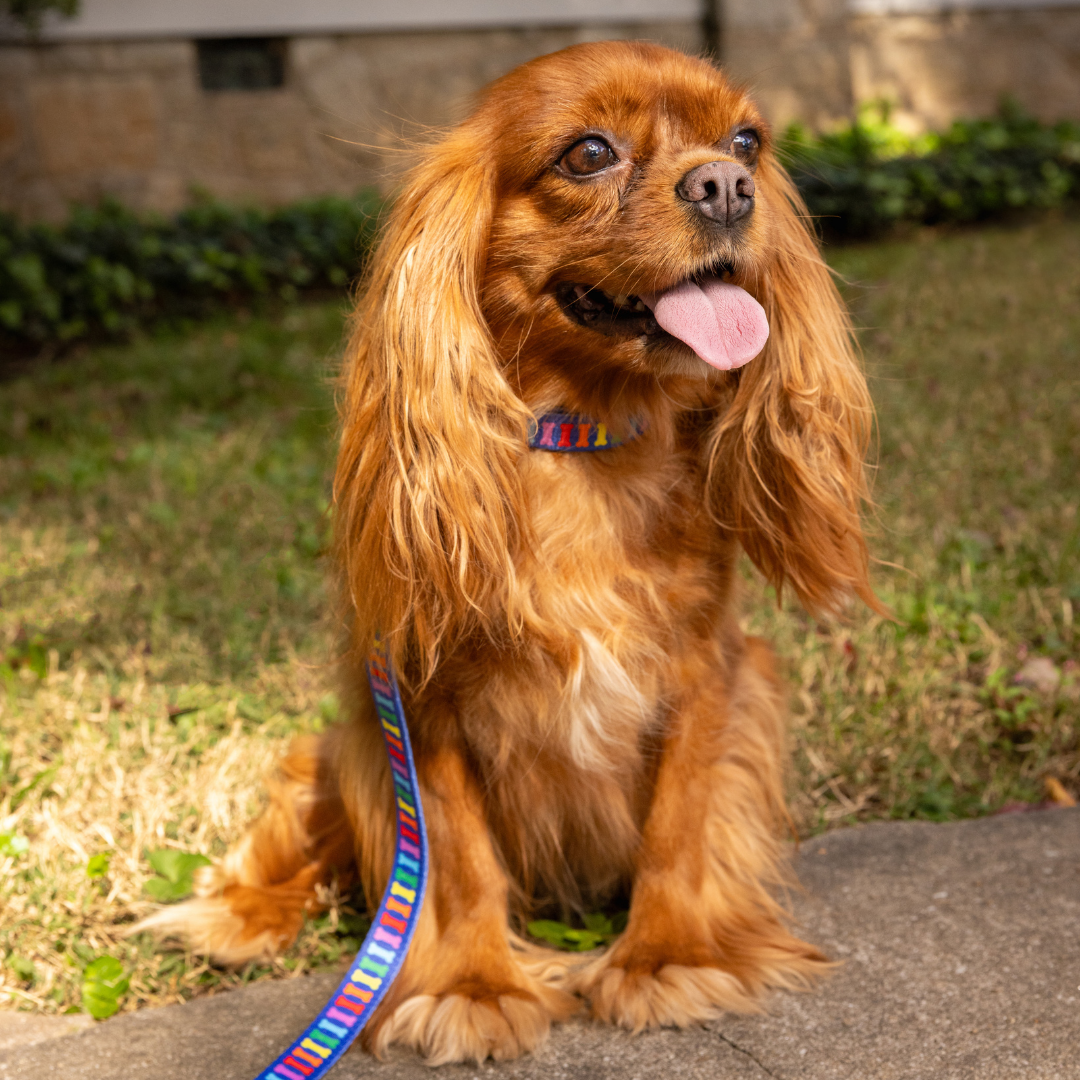 Rainbow Multi Bones 1" Dog Leash