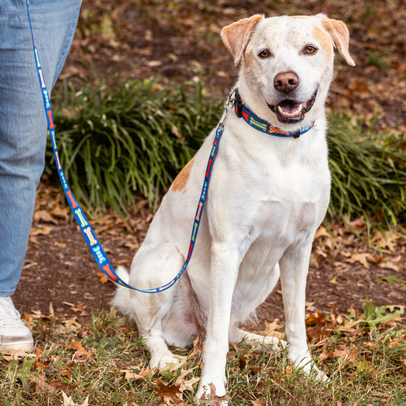 Dog on a leash sitting on grass with a person partially visible