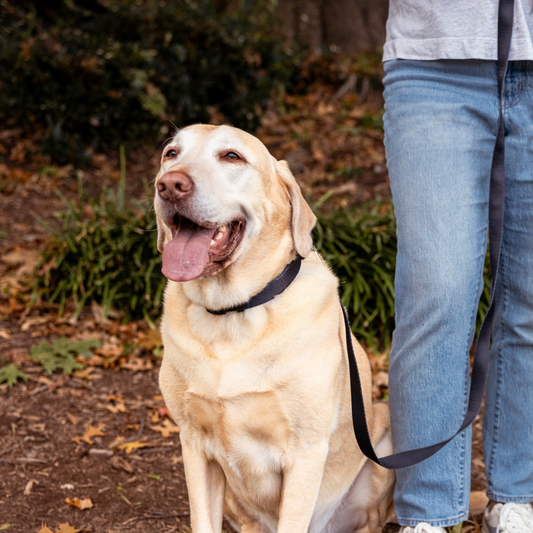 Dog on a leash sitting next to a person outdoors with fallen leaves on the ground.