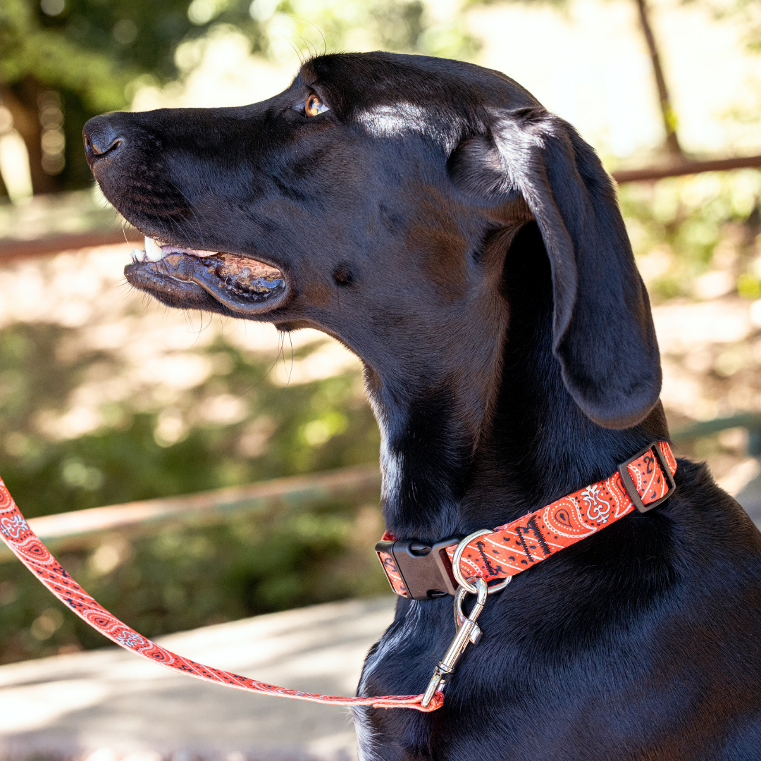 Red Bandana Dog Collar