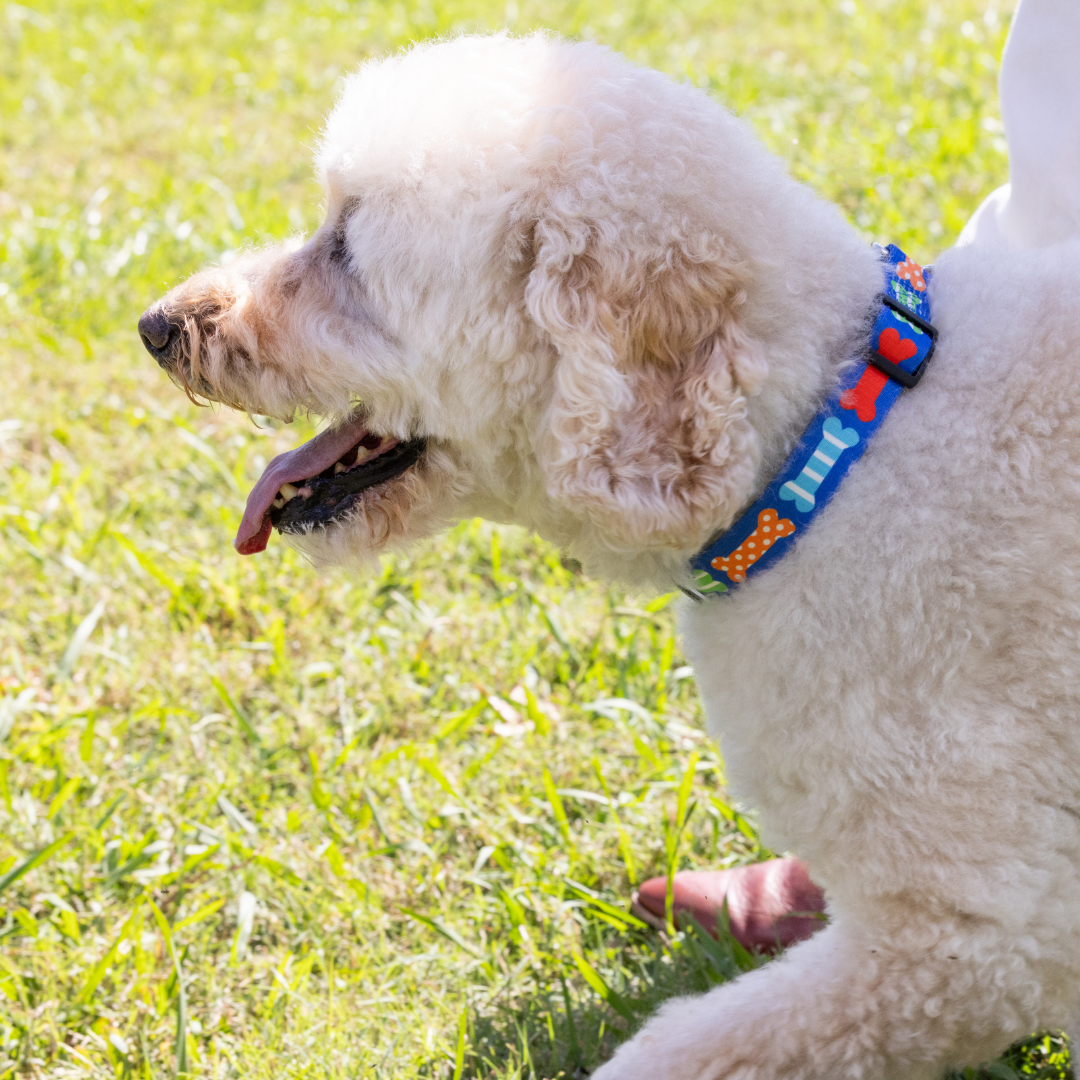 Multi Bones Dog Collar