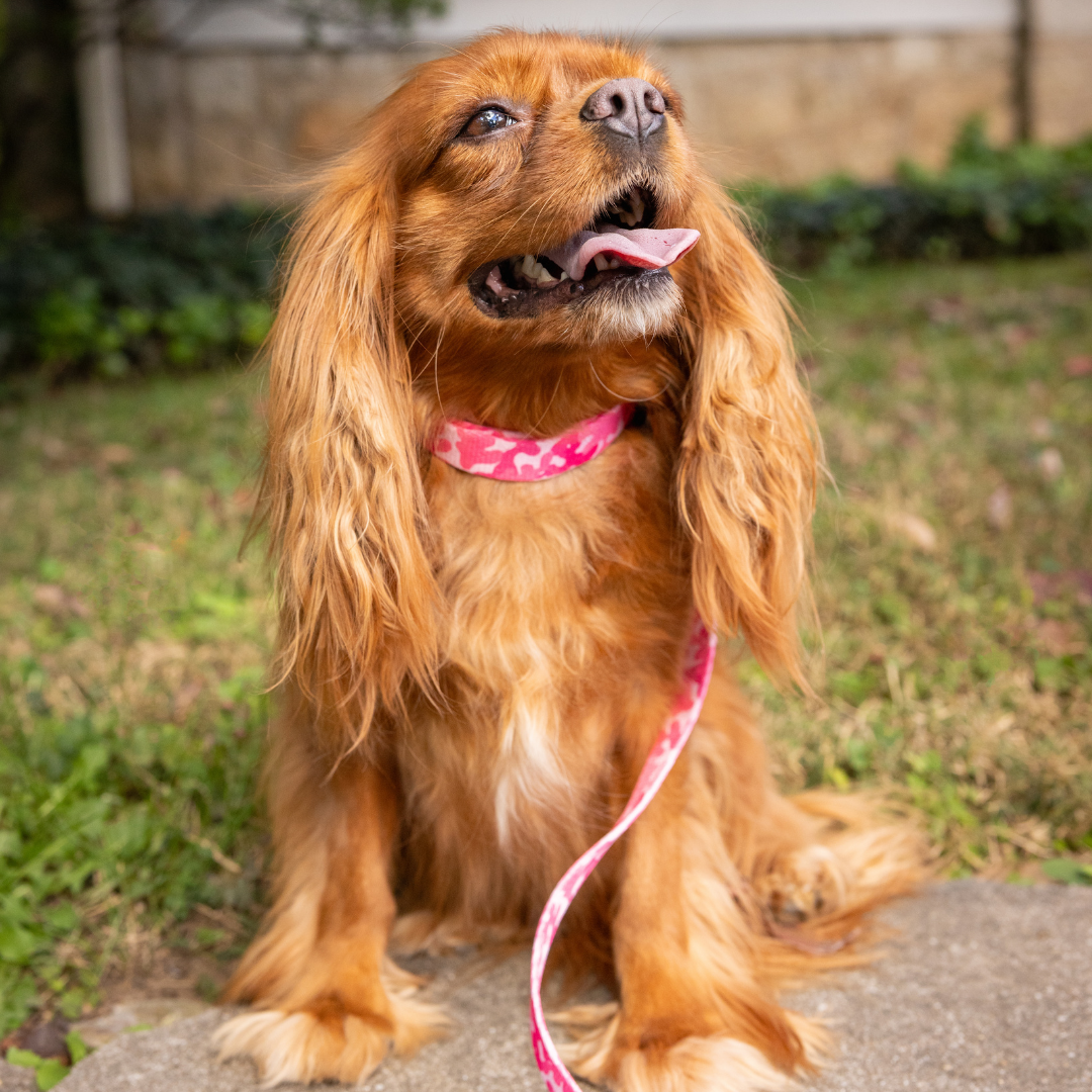 Pink Camo Dog Collar