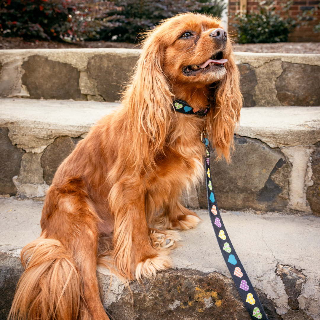 Colorful Hearts Dog Leash