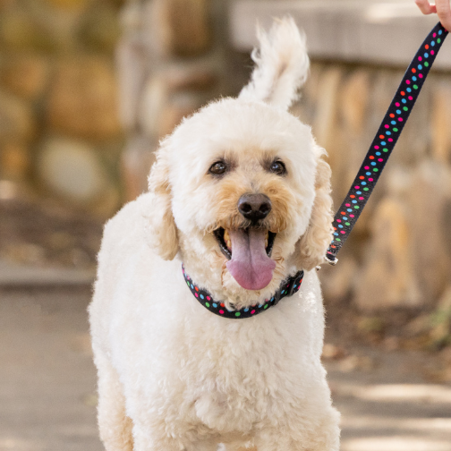 Person walking a white dog on a leash in an outdoor setting