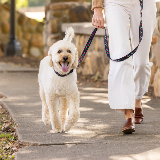 Gumballs Dog Leash