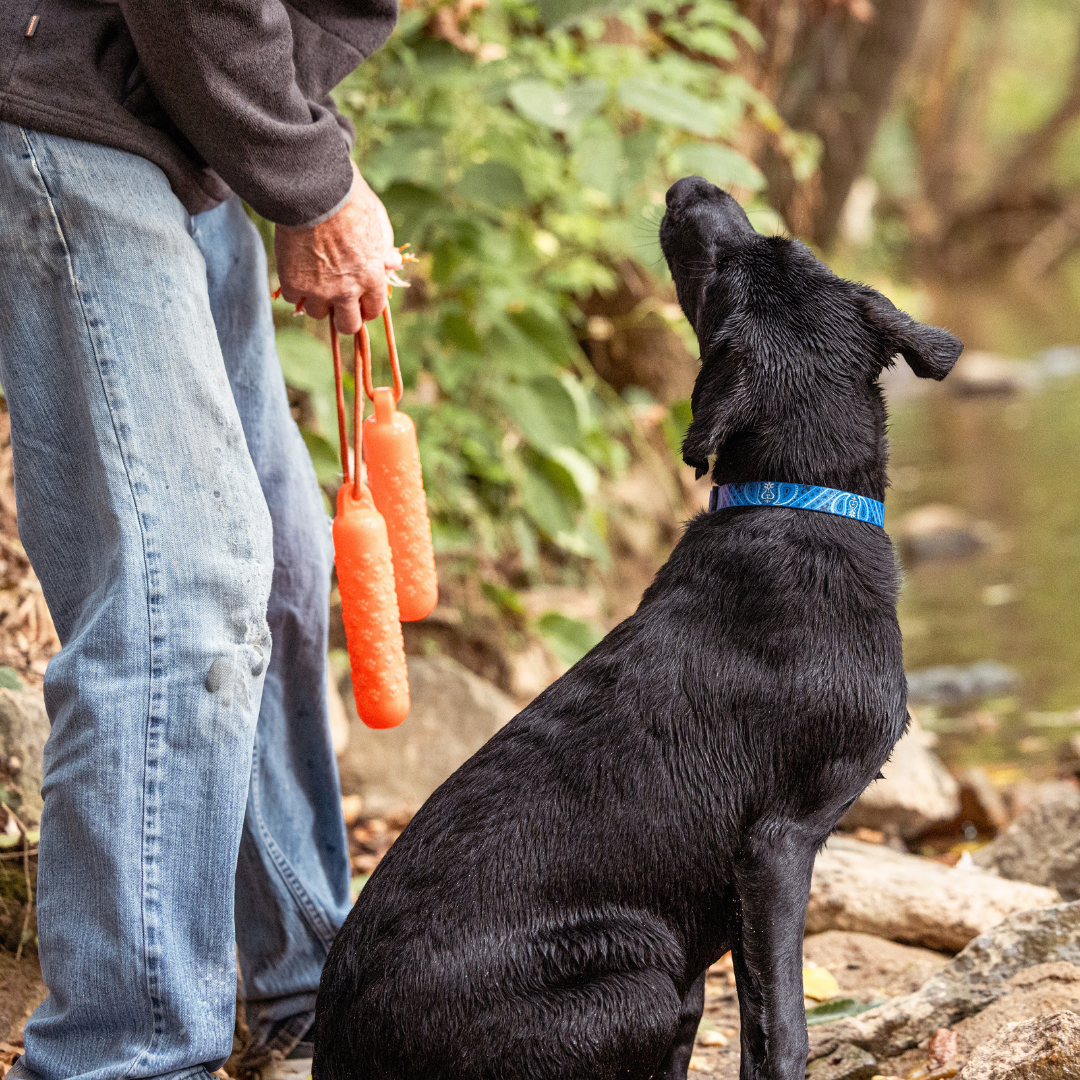 Person holding two orange dog toys next to a black dog outdoors.