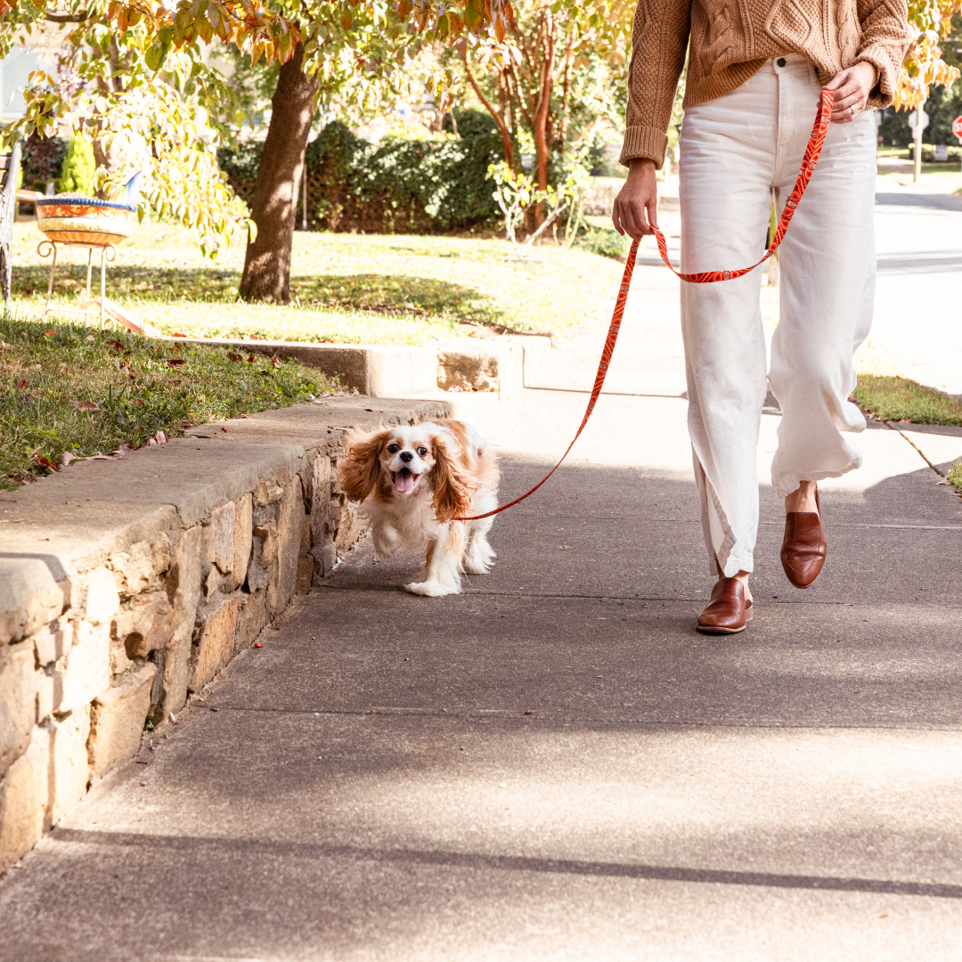 Red Bandana Dog Collar