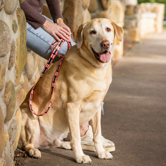 Red and Black Bones Dog Leash