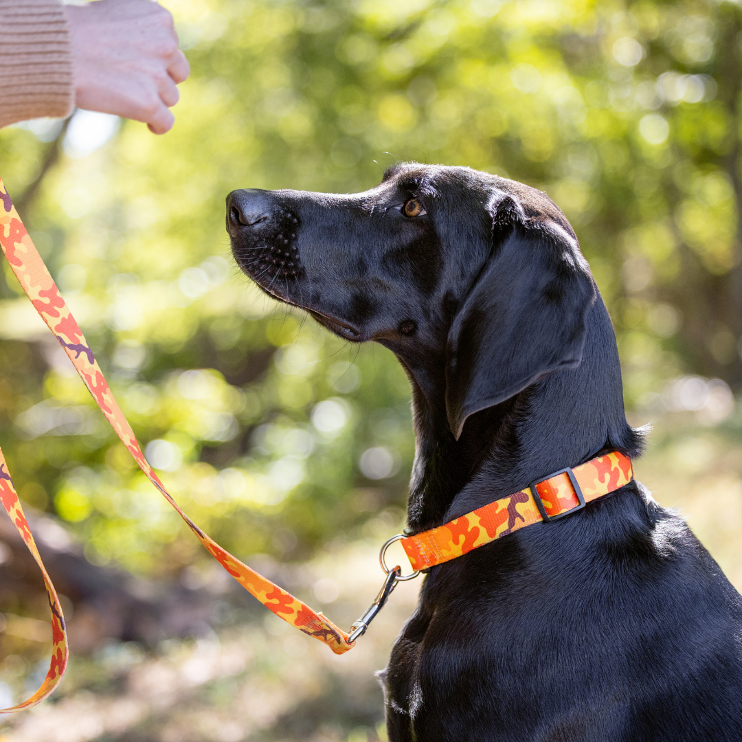 Orange Camo Dog Collar