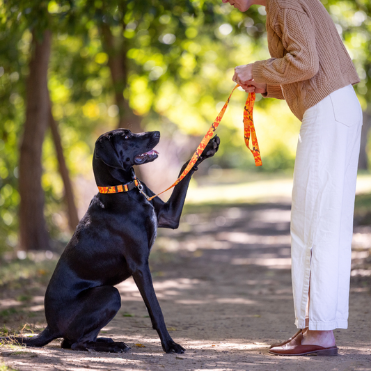 Orange Camo Dog Leash