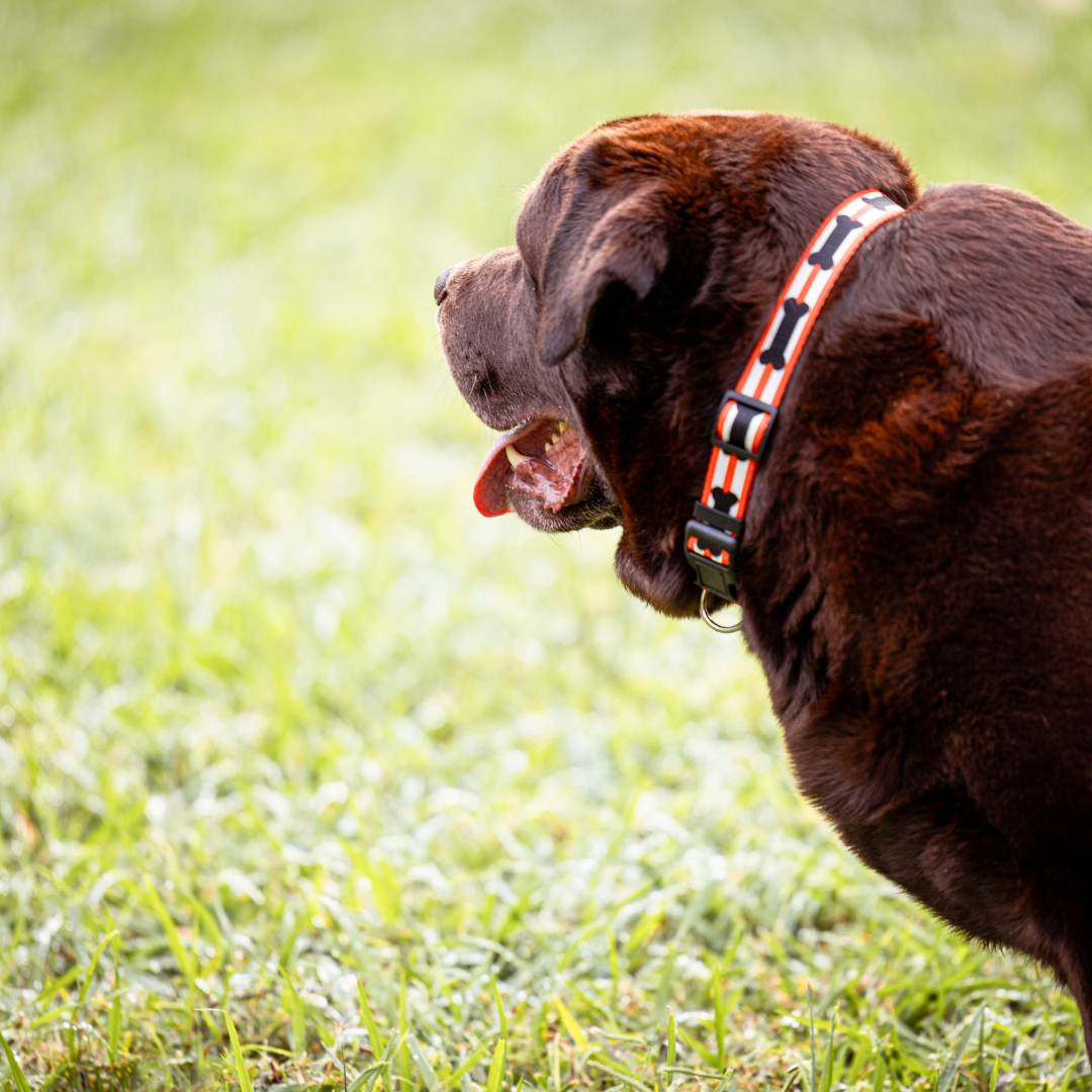 Red and Black Bones Dog Collar